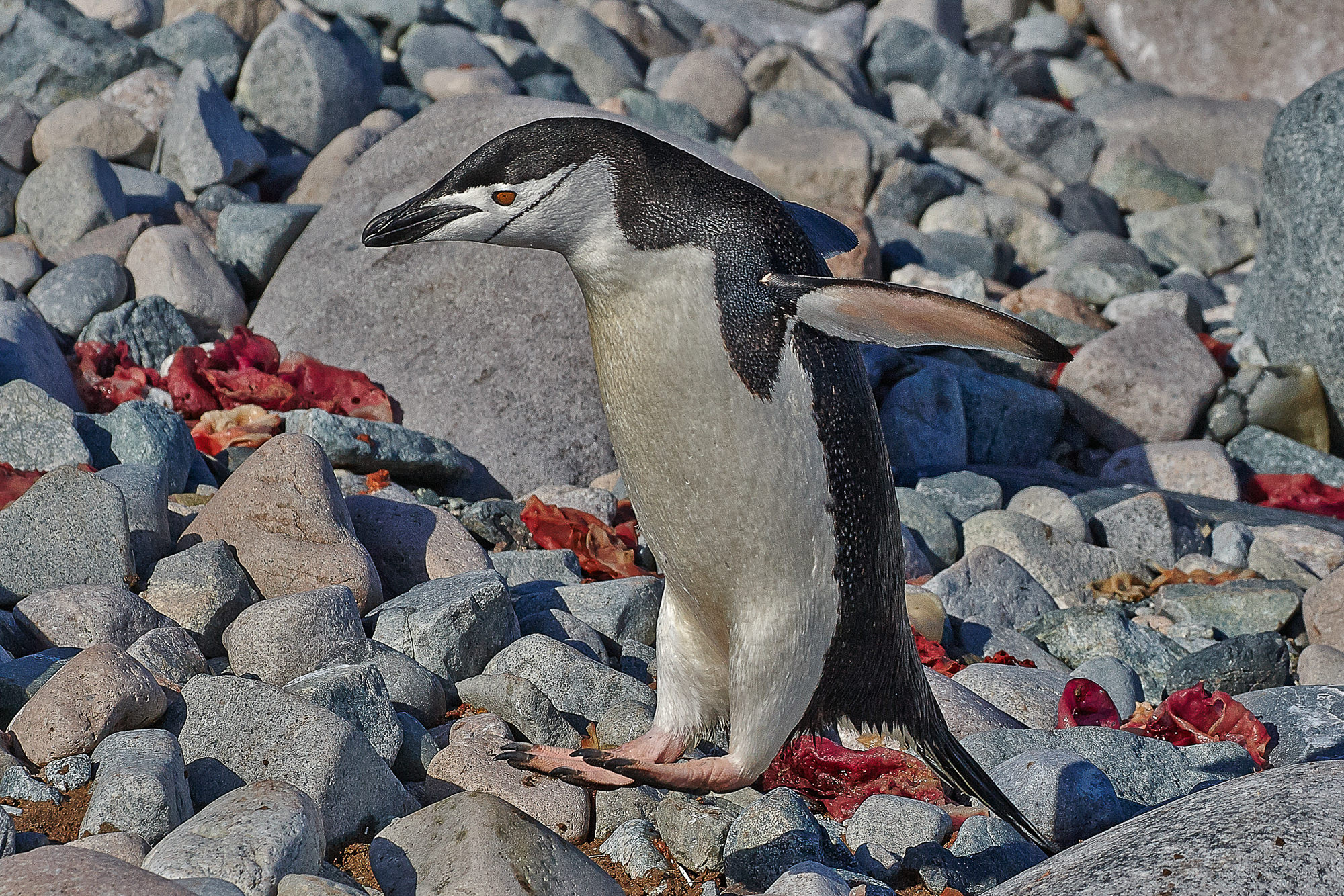 Zügelpinguin